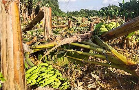 കെഎസ്ഇബി ഉദ്യോ​ഗസ്ഥർ നശിപ്പിച്ച വാഴകൾ