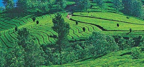 വലുപ്പത്തിൽ ഇടുക്കി ജില്ല വീണ്ടും ഒന്നാമത്; എറണാകുളം ജില്ലയുടെ വിസ്തീർണം കുറഞ്ഞു