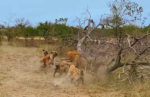 സിംഹത്തെ കൂട്ടത്തോടെ എത്തി ആക്രമിക്കുന്ന കഴുതപ്പുലികളുടെ ദൃശ്യം
