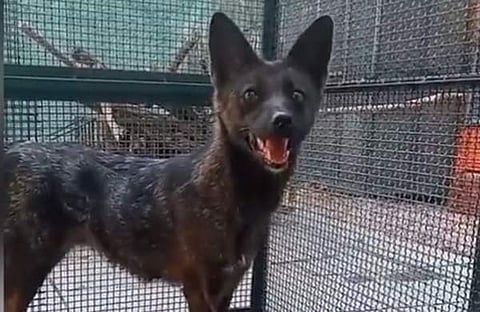 ഡോ​ഗ്‌സിം/ എക്‌സ്‌ വിഡിയോ സ്ക്രീൻഷോട്ട്