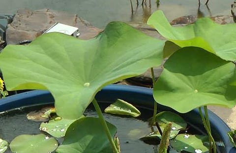 പ്രതീകാത്മക ചിത്രം