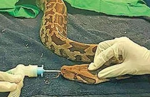 അമ്പ് തുളച്ചുകയറി ​ഗുരുതരാവസ്ഥയിൽ പാടത്ത്: ഒന്നര മണിക്കൂർനീണ്ട ശസ്ത്രക്രിയ, പെരുമ്പാമ്പിന് പുതുജീവൻ