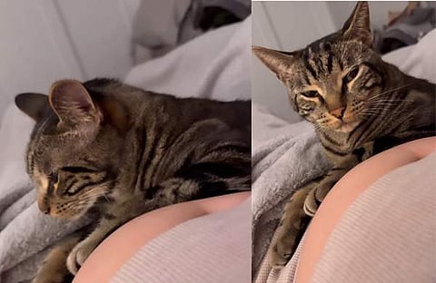 ബേബി കിക്‌സ് അനുഭവപ്പെടുമ്പോള്‍ ആശ്ചര്യപ്പെടുന്ന പൂച്ച/ വിഡിയോ സ്ക്രീൻഷോട്ട്