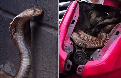 സ്‌കൂട്ടറിന്റെ ഉള്ളിൽ മൂർഖൻ പാമ്പ്/ ഇൻസ്റ്റ​ഗ്രാം സ്ക്രീൻഷോട്ട്