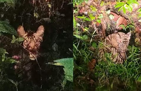 ടെലിവിഷൻ ദൃശ്യം