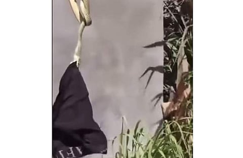 അടിവസ്ത്രം കടിച്ചുപിടിച്ചിരിക്കുന്ന പാമ്പിന്റെ ദൃശ്യം