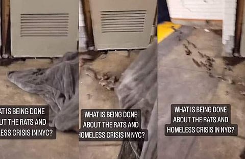 പുതപ്പിനടയിൽ നിന്നും എലികൾ ഓടിപ്പോകുന്നു/ ഇൻസ്റ്റ​​ഗ്രാം വിഡിയോ സ്ക്രീൻഷോട്ട്