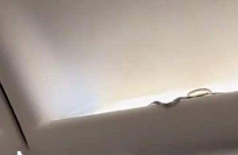 വിമാനത്തിനുള്ളിൽ പാമ്പിനെ കണ്ടെത്തിയപ്പോൾ, സ്ക്രീൻഷോട്ട്