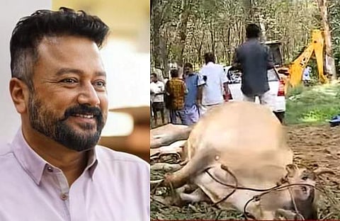 നടന്‍ ജയറാം- ഫാമില്‍ കൂട്ടത്തോടെ ചത്ത പശുക്കള്‍
