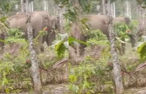 പനമരം ടൗണില്‍ കണ്ട കാട്ടാനക്കൂട്ടം/ ഫോട്ടോ: വീഡിയോ സ്‌ക്രീന്‍ഷോട്ട്