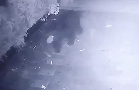 കരടിയുടെ ദൃശ്യങ്ങൾ സിസിടിവിയിൽ പതിഞ്ഞപ്പോൾ