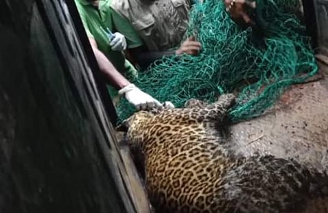 പുലിയെ പിടികൂടിയപ്പോൾ, സ്ക്രീൻഷോട്ട്