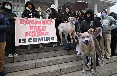 പട്ടിയിറച്ചി വ്യാപാരം നിരോധിക്കുന്ന ബില്ലിനെ സ്വാഗതം ചെയ്യുന്ന റാലിയില്‍ മൃഗാവകാശ പ്രവര്‍ത്തകര്‍ പ്ലക്കാര്‍ഡുകളുമായി/ഫോട്ടോ: എഎഫിപി