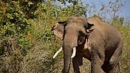 ചക്കക്കൊമ്പന്റെ ആക്രമണത്തില്‍ പരിക്കേറ്റ ചിന്നക്കനാല്‍ സ്വദേശി മരിച്ചു
