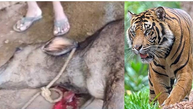 വയനാട്ടില്‍ വീണ്ടും കടുവ; പശുവിനെ കൊന്നുതിന്നു
