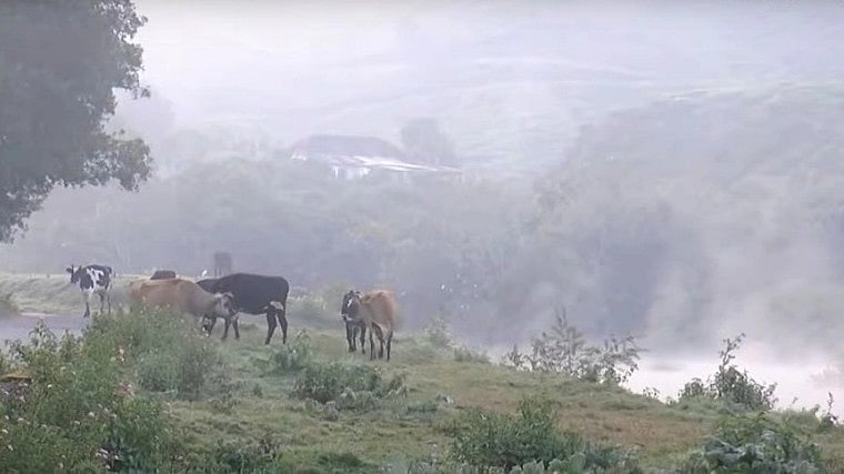 മഞ്ഞില്‍ കുളിച്ച് മൂന്നാര്‍; അതിശൈത്യം; താപനില പൂജ്യത്തിന് താഴെ