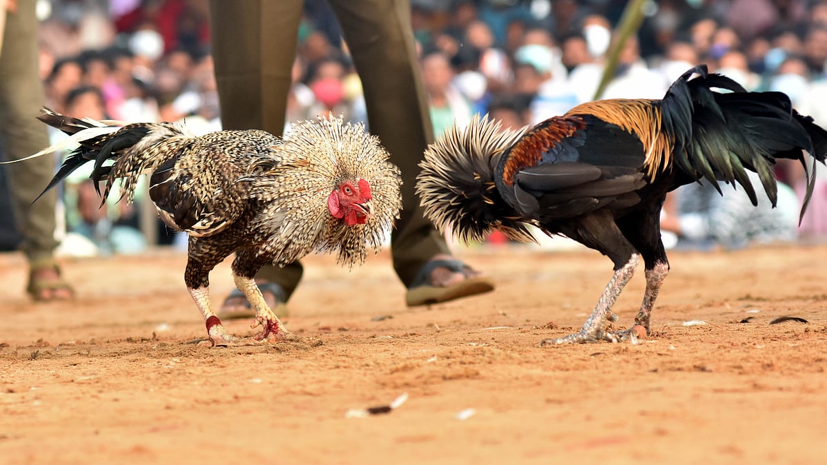 തൊണ്ടിമുതല്‍ പൂവന്‍ കോഴി; പൊലീസ് കസ്റ്റഡിയില്‍; കോടതിയില്‍ ഹാജരാക്കും