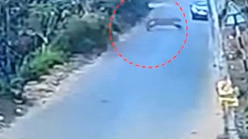 വയനാട് പടമലയില്‍ കടുവയും?; സിസിടിവി ദൃശ്യങ്ങള്‍ പുറത്ത് 
