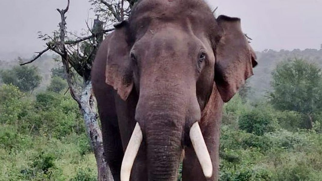 അരിക്കൊമ്പൻ ചരിഞ്ഞെന്ന് വ്യാജ പ്രചാരണം; ആന ആരോഗ്യവാൻ, റൂട്ട് മാപ്പ് പുറത്തുവിട്ട് തമിഴ്നാട്