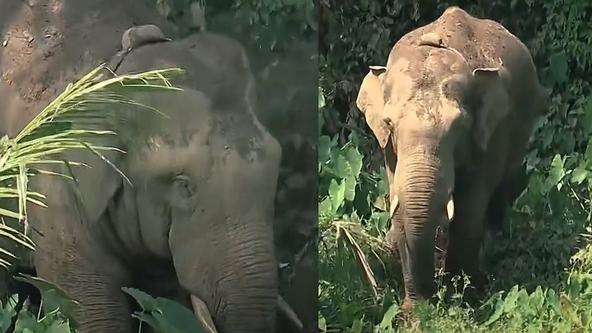 മാനന്തവാടിക്ക് ആശ്വാസം, കാട്ടാനയെ മയക്കുവെടിവച്ചു; ബന്ദീപ്പൂരിലേക്ക് മാറ്റും