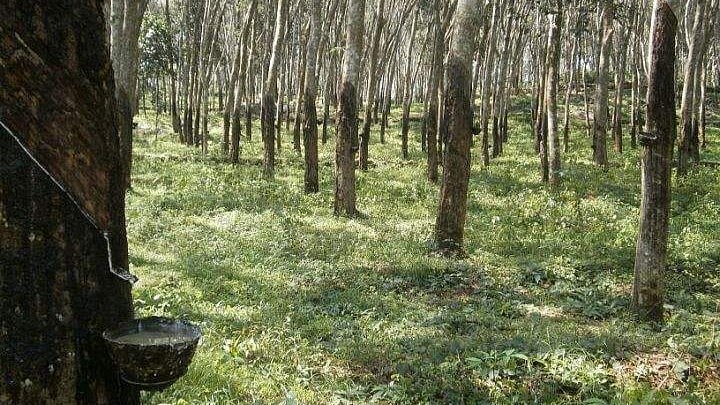 കയറ്റുമതിക്ക് 5 രൂപ ഇന്‍സെന്റീവ്; റബ്ബര്‍ കര്‍ഷകര്‍ക്ക് ആശ്വാസമായി കേന്ദ്രസര്‍ക്കാര്‍ പ്രഖ്യാപനം