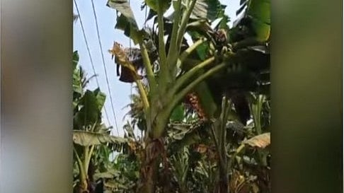 വീണ്ടും കെഎസ്ഇബിയുടെ വാഴ വെട്ട്; വൈദ്യുതി കമ്പിക്ക് കീഴിലെന്ന് പറഞ്ഞ് നശിപ്പിച്ചതായി കര്‍ഷകന്‍