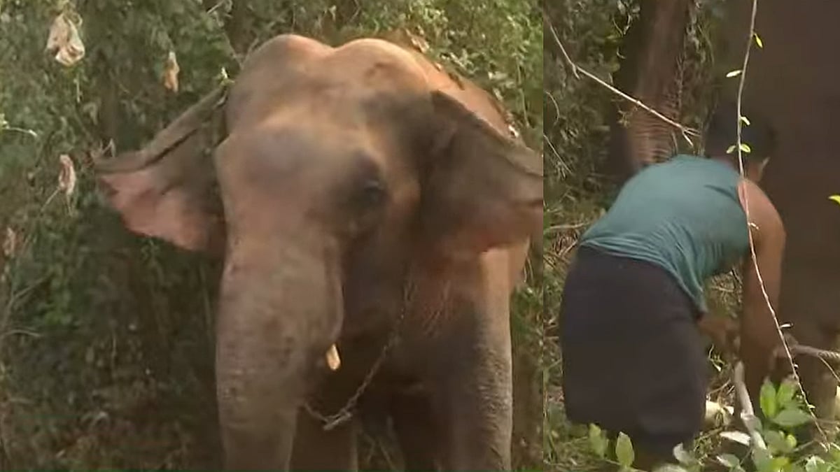 വിരണ്ടോടിയ ആനയെ തളച്ചു; രണ്ട് പശുക്കളേയും ഒരു ആടിനേയും ചവിട്ടിക്കൊന്നു, പ്രദേശത്ത് വന്‍ നാശനഷ്ടം