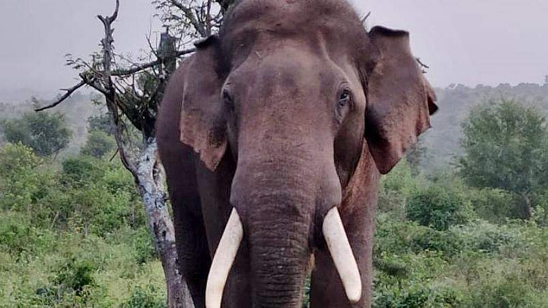 മലക്കപ്പാറ ആദിവാസി ഊരില്‍ കാട്ടാന ആക്രമണം: ഒരാള്‍ക്ക് ഗുരുതര പരിക്ക് 