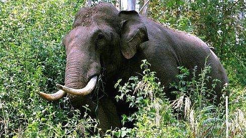 മറയൂരിൽ മധ്യവയസ്‌കൻ മരിച്ച നിലയിൽ; കാട്ടാന ആക്രമണമെന്ന് നാട്ടുകാർ, പ്രതിഷേധം (വിഡിയോ) 