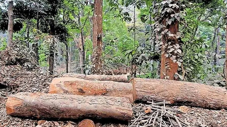 സുഗന്ധഗിരി വനംകൊള്ള; രണ്ട് വനംവകുപ്പ് ഉദ്യോഗസ്ഥര്‍ക്ക് കൂടി സസ്‌പെന്‍ഷന്‍