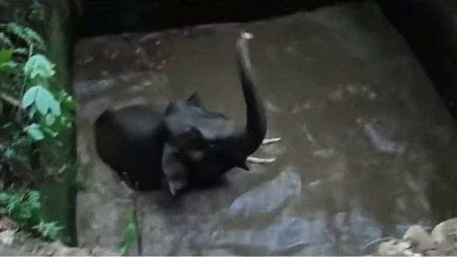 കോതമംഗലത്ത് കാട്ടാന കിണറ്റില്‍ വീണു; രക്ഷാപ്രവര്‍ത്തനം പുരോഗമിക്കുന്നു 