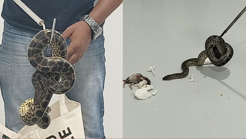 10 അനാക്കോണ്ടകളെ ഇന്ത്യയിലേക്ക് കടത്താന് ശ്രമം; യാത്രക്കാരനെ ബംഗളൂരുവില് പൊക്കി
