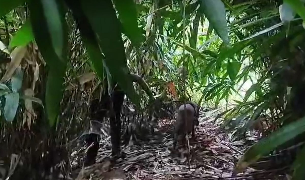 മറന്നുവെച്ച കോടാലി എടുക്കാന്‍ പോയ അമ്മിണിപാട്ടി എവിടെ?; വനത്തില്‍ ദിവസങ്ങളായി തിരച്ചില്‍- വീഡിയോ 