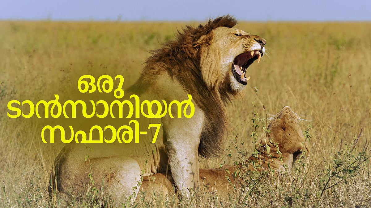 ''കാടിന്റെ രാത്രിത്തോറ്റങ്ങള്, സിരകളിലേക്കു നേരെച്ചെന്നുണര്ത്തുന്ന ആഫ്രിക്കന് കാപ്പിയുടെ മാദകത്വം''