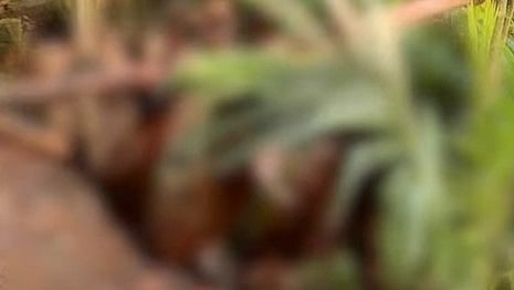 തൊടുപുഴയില്‍ അജ്ഞാത ജീവി ആടുകളെ കടിച്ചുകൊന്നു; പരിഭ്രാന്തിയില്‍ നാട്ടുകാര്‍ 