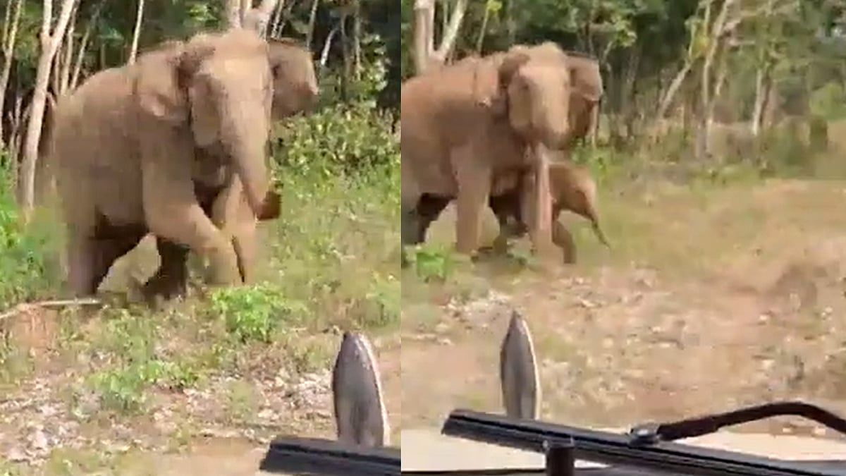 ജീപ്പിന് നേരെ പാഞ്ഞടുത്ത് കാട്ടാന; ആറളത്ത് വനംവകുപ്പ് ഉദ്യോഗസ്ഥര്‍ രക്ഷപെട്ടത് തലനാരിഴക്ക്