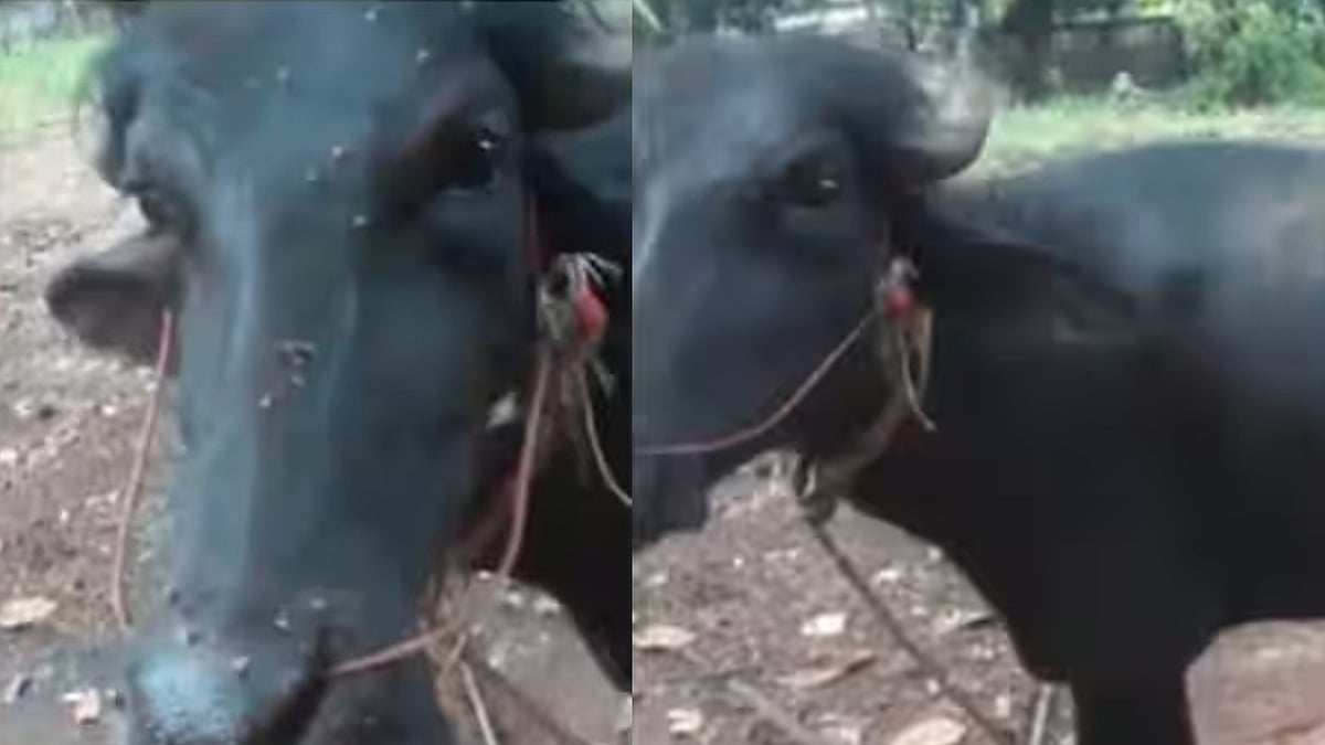 മിണ്ടാപ്രാണിയോട് ക്രൂരത; 
പുന്നയൂർക്കുളത്ത് പറമ്പിൽ കെട്ടിയിട്ടിരുന്ന പോത്തിന്റെ വാൽ മുറിച്ചു