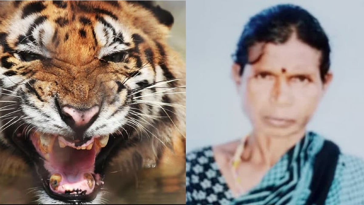 ആടുകളെ മേയ്ക്കുന്നതിനിടെ കടുവ ആക്രമിച്ചു; 48കാരി മരിച്ചു