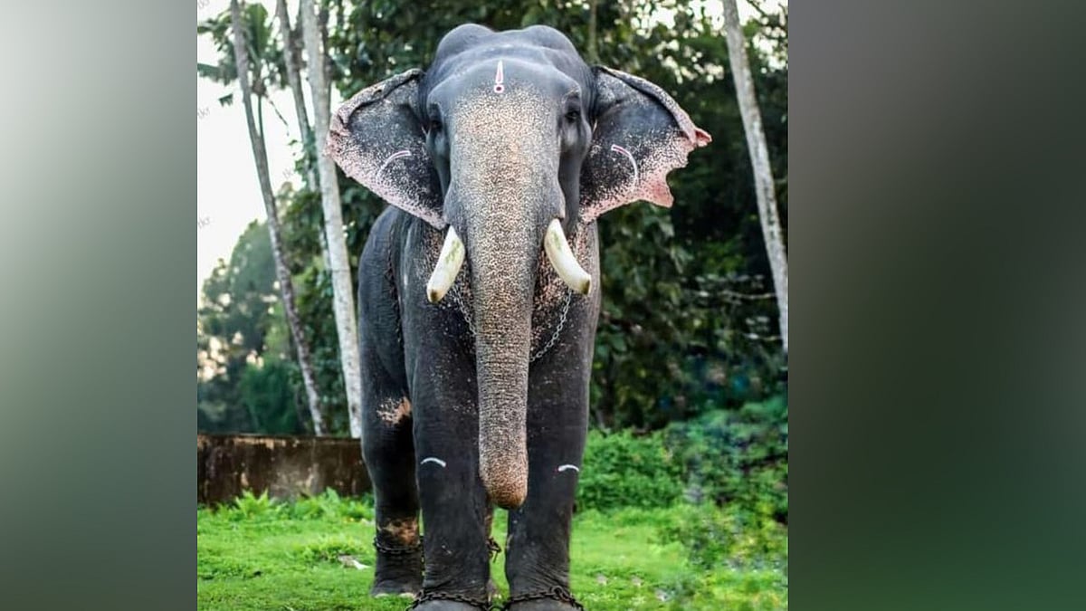 തൃക്കാരിയൂര്‍ ശിവനാരായണന്‍ ചെരിഞ്ഞു