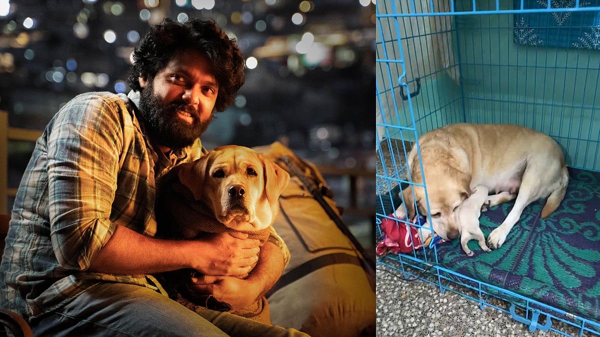 ചാർളി അമ്മയായി; ആറ് കുഞ്ഞുങ്ങൾ: മൈസൂരുവിലേക്ക് ഓടിയെത്തി രക്ഷിത് ഷെട്ടി: വിഡിയോ 