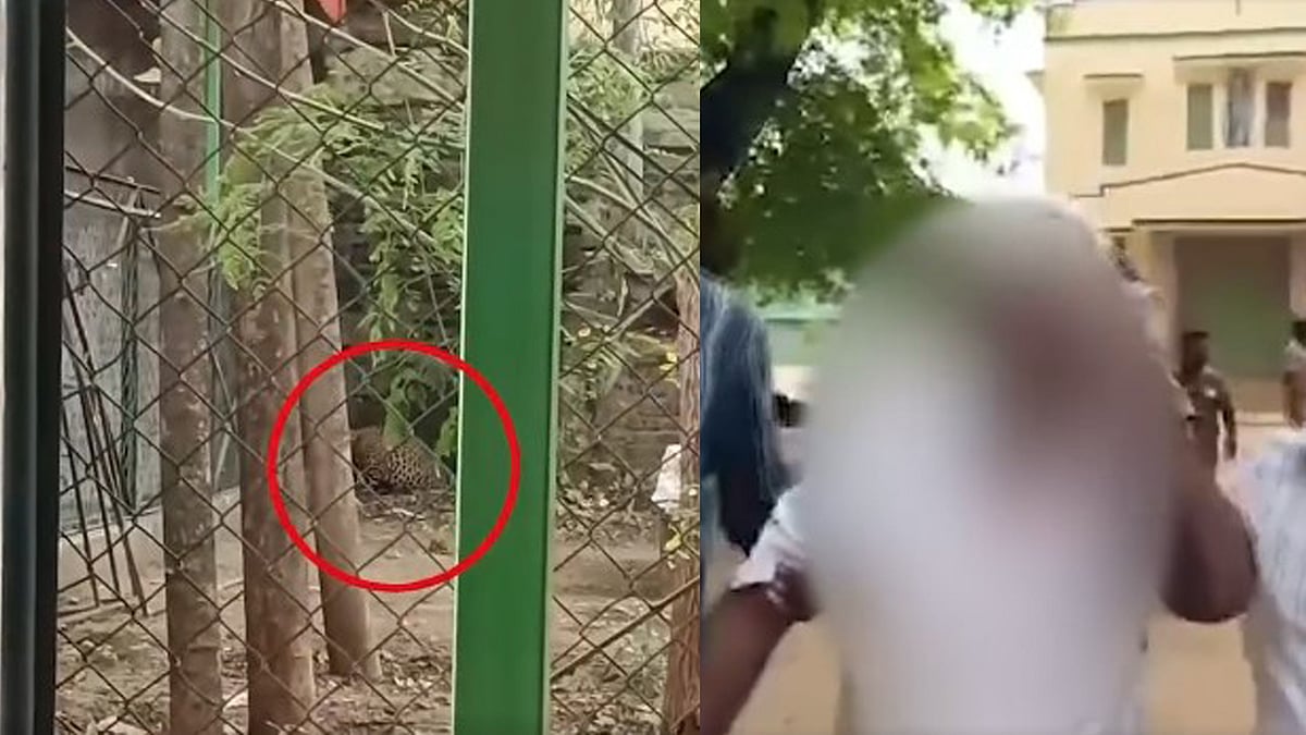 പട്ടാപ്പകൽ സ്കൂളിൽ പുലി; ജീവനക്കാരനെ ആക്രമിച്ചു, ജാഗ്രതാ നിർദേശം