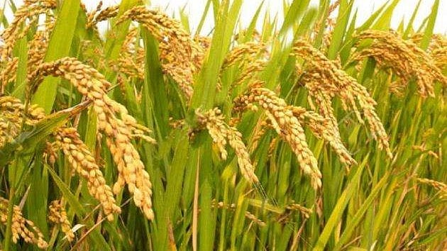 കര്‍ഷകര്‍ക്ക് ആശ്വാസ വാര്‍ത്ത, നെല്ലുള്‍പ്പെടെ 14 ഖാരിഫ് വിളകളുടെ താങ്ങുവില വര്‍ധിപ്പിച്ച് കേന്ദ്രം