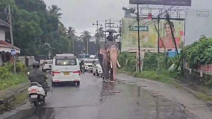 മഴയത്ത് നഗരം കാണാനിറങ്ങി ആനയും പാപ്പാനും; ​ഗതാഗതക്കുരുക്ക്, പൊലീസെത്തി തളച്ചു