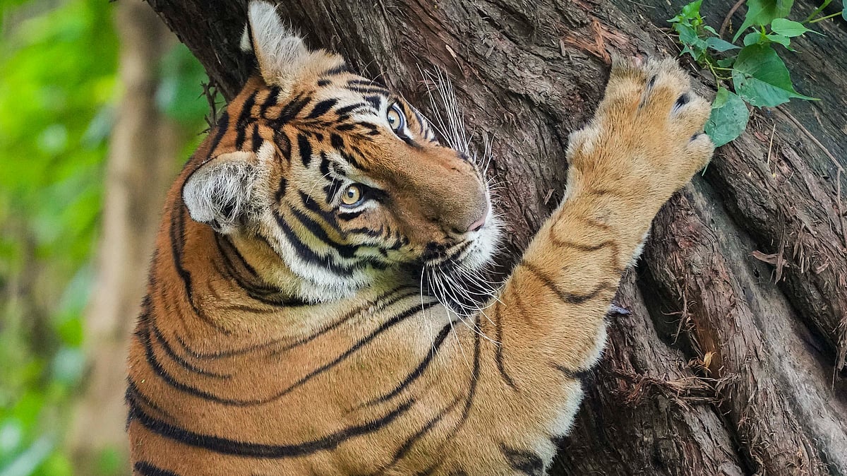 ജനവാസ മേഖലയില്‍ കടുവ; രണ്ട് പഞ്ചായത്തുകളിലെ വാര്‍ഡുകളില്‍ അവധി പ്രഖ്യാപിച്ച് കലക്ടര്‍ 