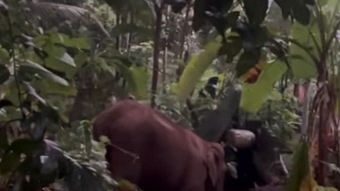മലയാറ്റൂരില്‍ കുട്ടിയാന കിണറ്റില്‍ വീണു; രക്ഷയ്‌ക്കെത്തി അമ്മയാന