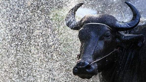 വിരണ്ടോടി പോത്ത്, വീടിനുള്ളില്‍ കയറി വയോധികയെ കുത്തിപ്പരിക്കേൽപ്പിച്ചു; മണിക്കൂറുകളുടെ ശ്രമത്തിനൊടുവിൽ പിടിച്ചുകെട്ടി