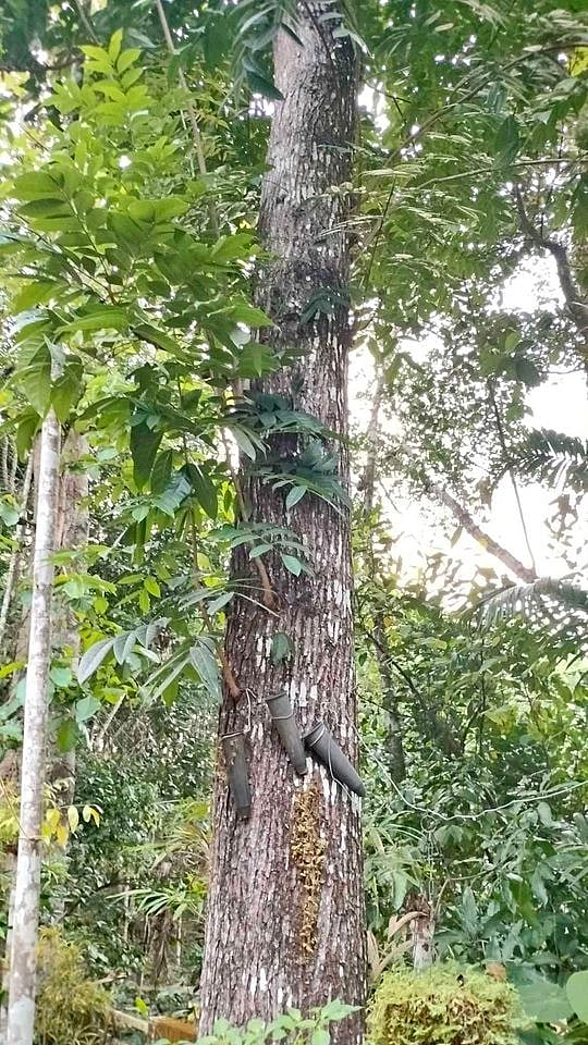 ഈ മരങ്ങള്‍ നട്ടാല്‍ കോടീശ്വരാനാകും
