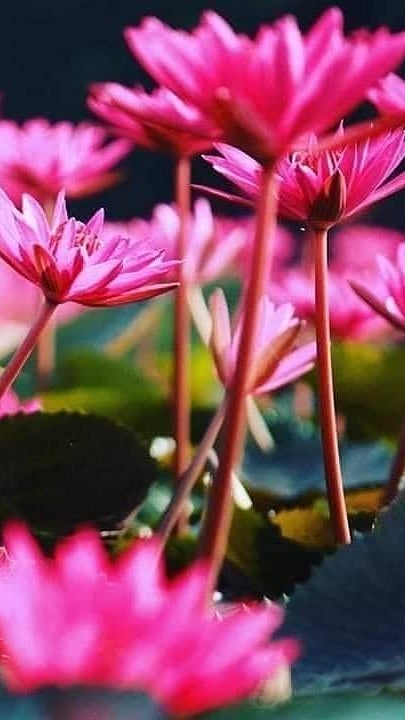 സാരിയില്‍ വിരിയുന്ന മലരിക്കല്‍ വസന്തം
