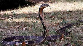 'കത്തുന്ന ചൂടാണ്; തണുപ്പ് തേടി മരണം ഇഴഞ്ഞെത്താം';  പാമ്പുകളെ സൂക്ഷിക്കുക; ശരിയായ ചികിത്സ മുതല്‍ അറിയേണ്ടതെല്ലാം