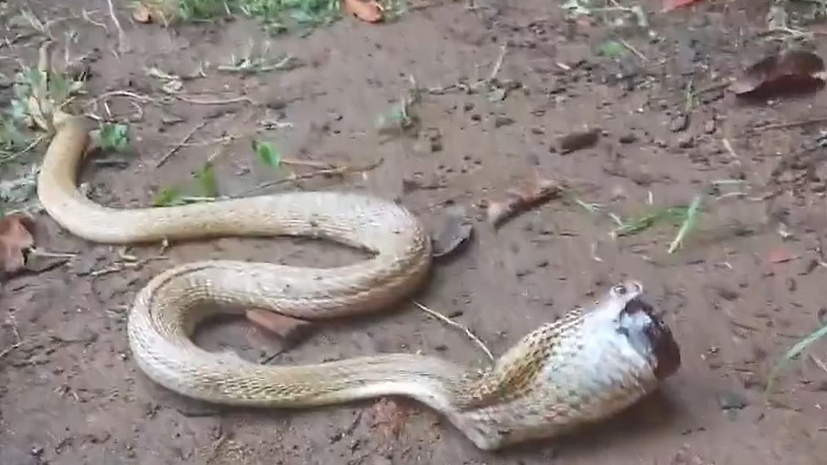 പാമ്പിനും ചുമ!, കഫ് സിറപ്പ് കുപ്പി വിഴുങ്ങി മൂര്‍ഖന്‍; ഒടുവില്‍ രക്ഷ- വീഡിയോ 